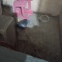 کفتر
