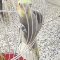 عروس هلندی