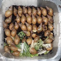 فروش حلزون