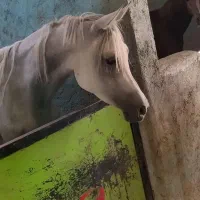 مادیان عرب یسر.