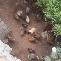 ۲۰عدد مرغ محلی درشت