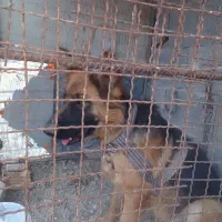 سگ ژرمن