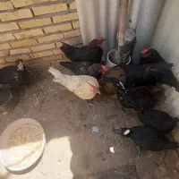 فقط خروس ۴ عدد