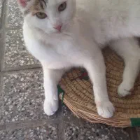 گربه خوشکل پسر