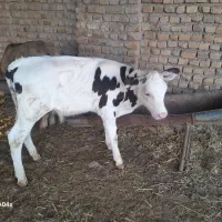 یک عدد کوساله نره