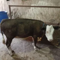 گوساله ماده نژاددار
