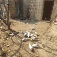 کفتر پرشی بوم