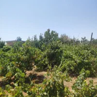 باغ-شهری