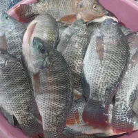 ماهی شانگ تازه وزنده