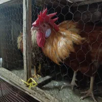 مرغ وخروس