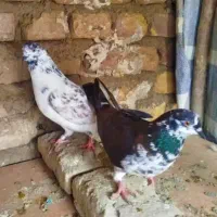 کبوتر تکپر نامبروان