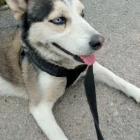 سگ هاسکی گمشده