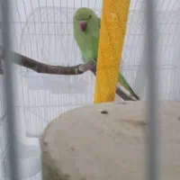 طوطی ملنگو