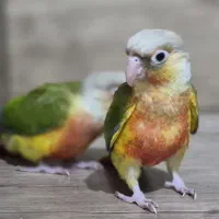 جوجه گیرینچیک آناناسی