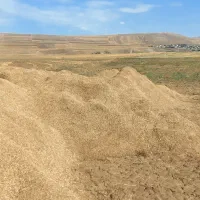 کاه عدس درجه یک