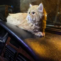 پرشین گم شده