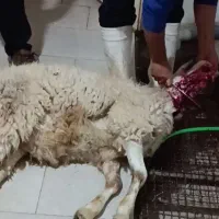 قصاب ماهر با تمام امکانات وکمترین دست مزد