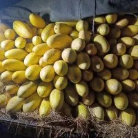 خربزه مشهدی خرید از کشاورز