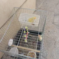 طوطی|پرنده|ایلام, |دیوار