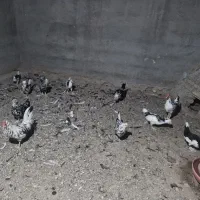 مرغ و خروس گلین اصل و کاسرک