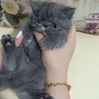 پرشین سوپر