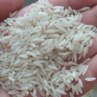برنج طارم هاشمی درجه یک