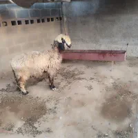 میش آبستن