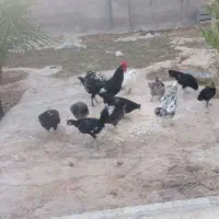 فروش مرغ محلی تاجی
