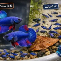 فروش ویژه فایتر هافمون آبی متالیک