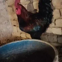 سالم و جوان.