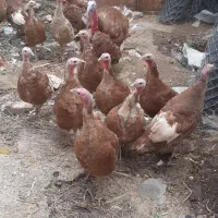 حیوانات مزرعه