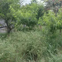 زمین 250متری در کوچه گلستان ایزدشهر/سند شیش دانگ