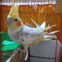 عروس هلندی نر  سالم