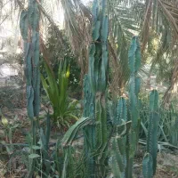 انواع کاکتوس