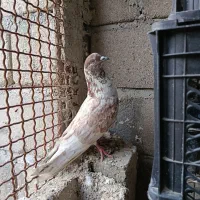 کفتر|پرنده|قشم, |دیوار