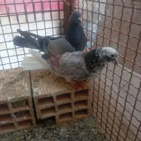 حیوون خوب اول بخون