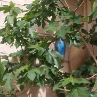 باغ انگور.در افچنگ