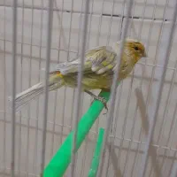قناری نر و ماده