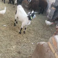 بز شیری همراه بزغاله