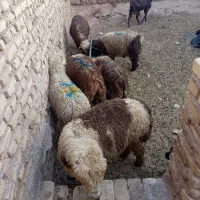میش