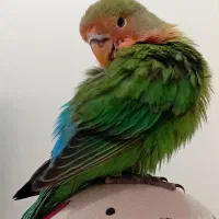 طوطی برزیلی فوق دستی