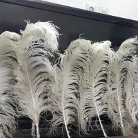 علامت علم علامت