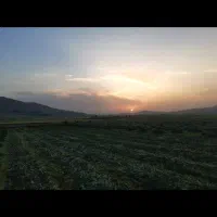 شبدر پرس شده