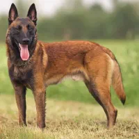 واگذاری سگ مالینویز اصل