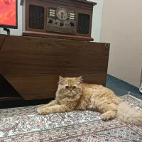 پرشین بریتیش*