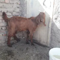 بزغاله    پاکستانی لنگ۳ قلو