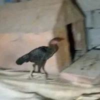 مرغ زات داره