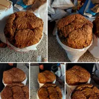 برگ کاهو سوپر بنیاد پلنگی تیره برگ ضخیم مال پارسال