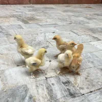 تخم مرغ ازشما دستگاه جوجه کشی ازما