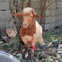 بره  ماه سه ماهه